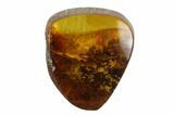 Detailed Fossil Heteroptera In Baltic Amber #94070-1